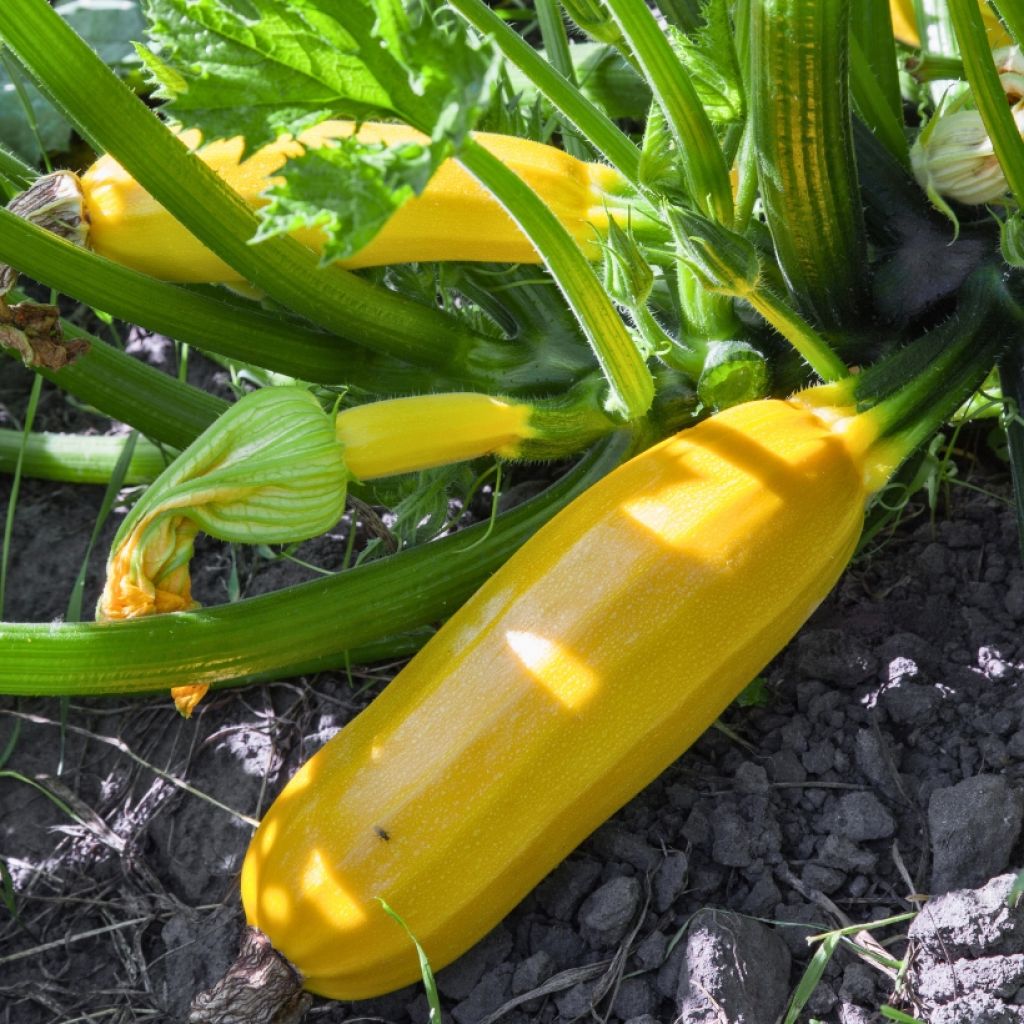 Courgette Easy Pick Gold F1 (jonge planten)
