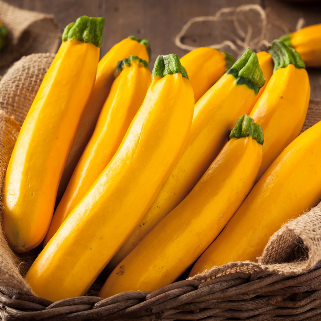 Courgette Lingodor F1
