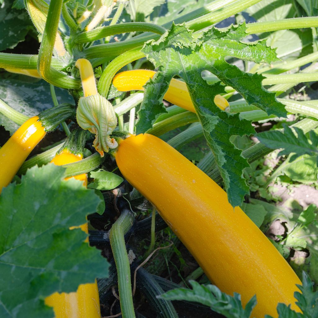 Courgette Lingodor F1
