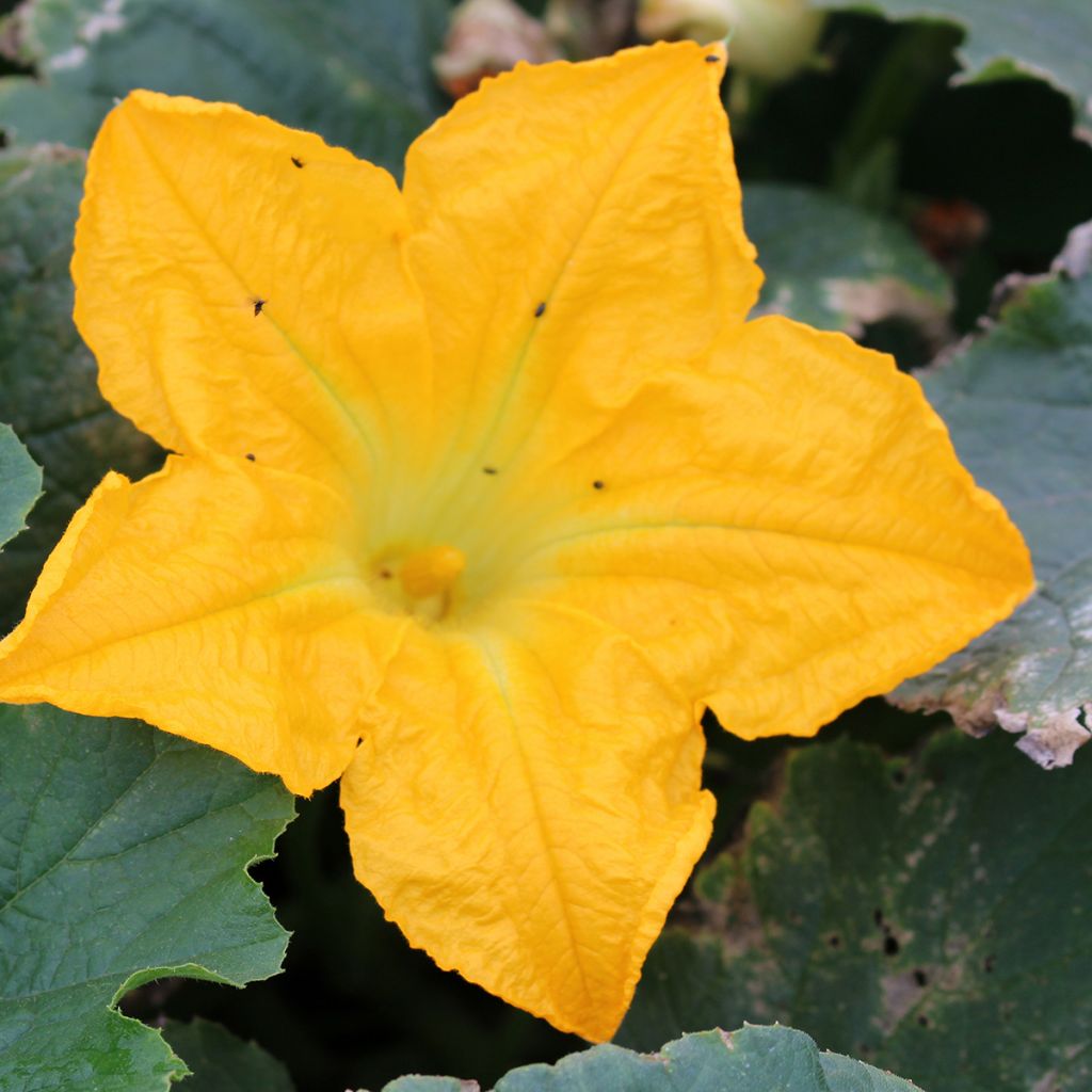 Courgette Lingodor F1