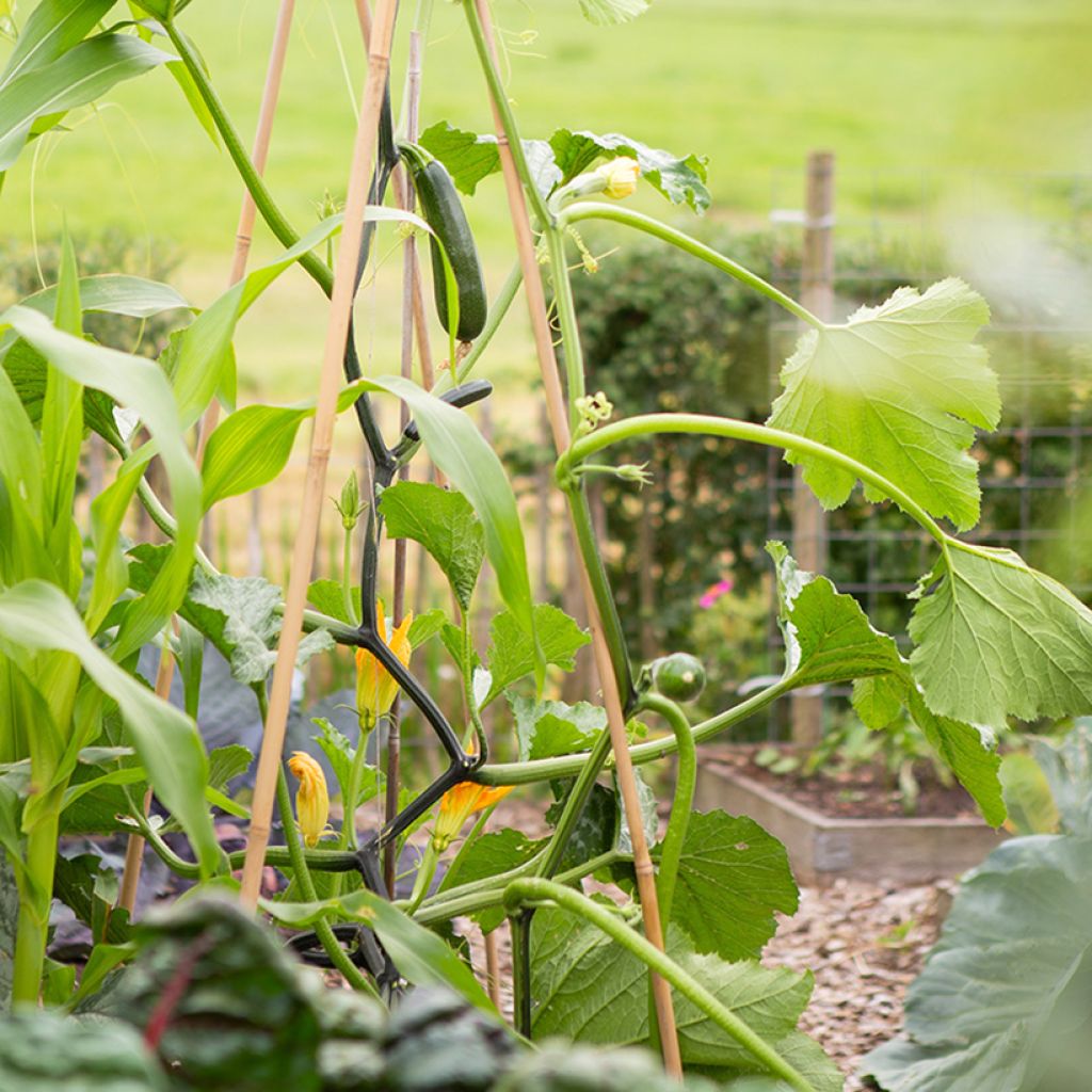 Courgette Ola Escaladora F1 BIO grimpante