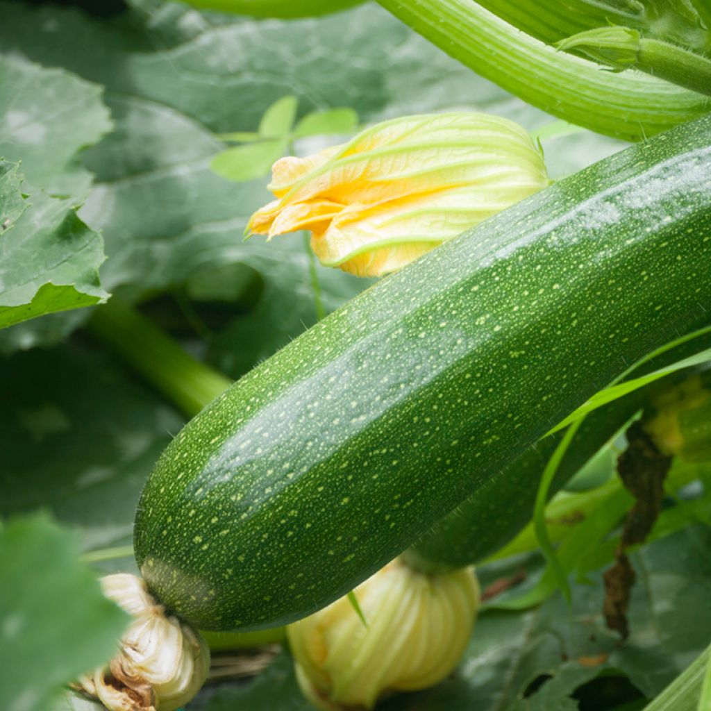 Donkergroene niet-rankende courgette BIO
