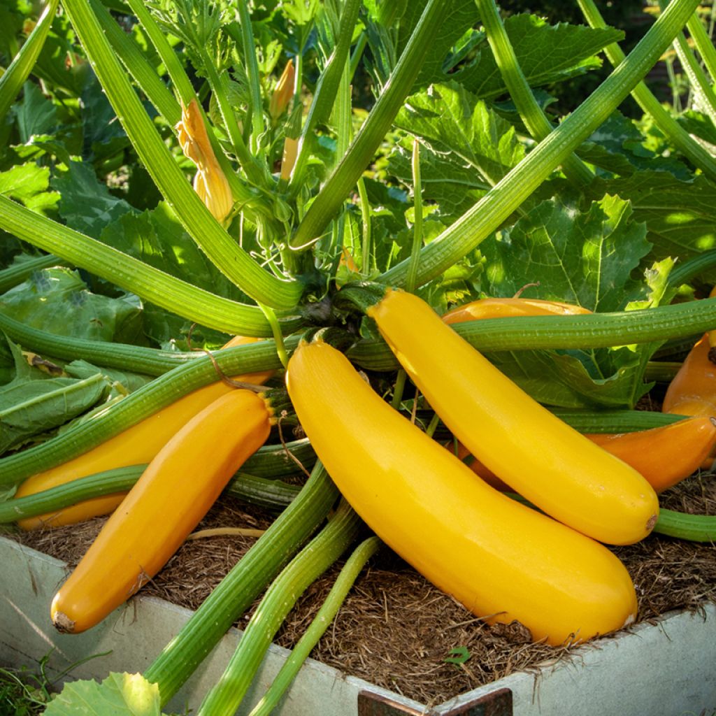 Courgette Goldena BIO