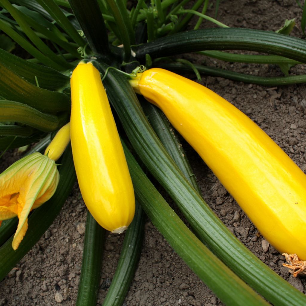Courgette Orelia F1 (jonge planten)