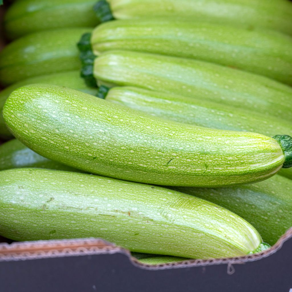 Courgette Précoce Maraîchère - Vilmorin