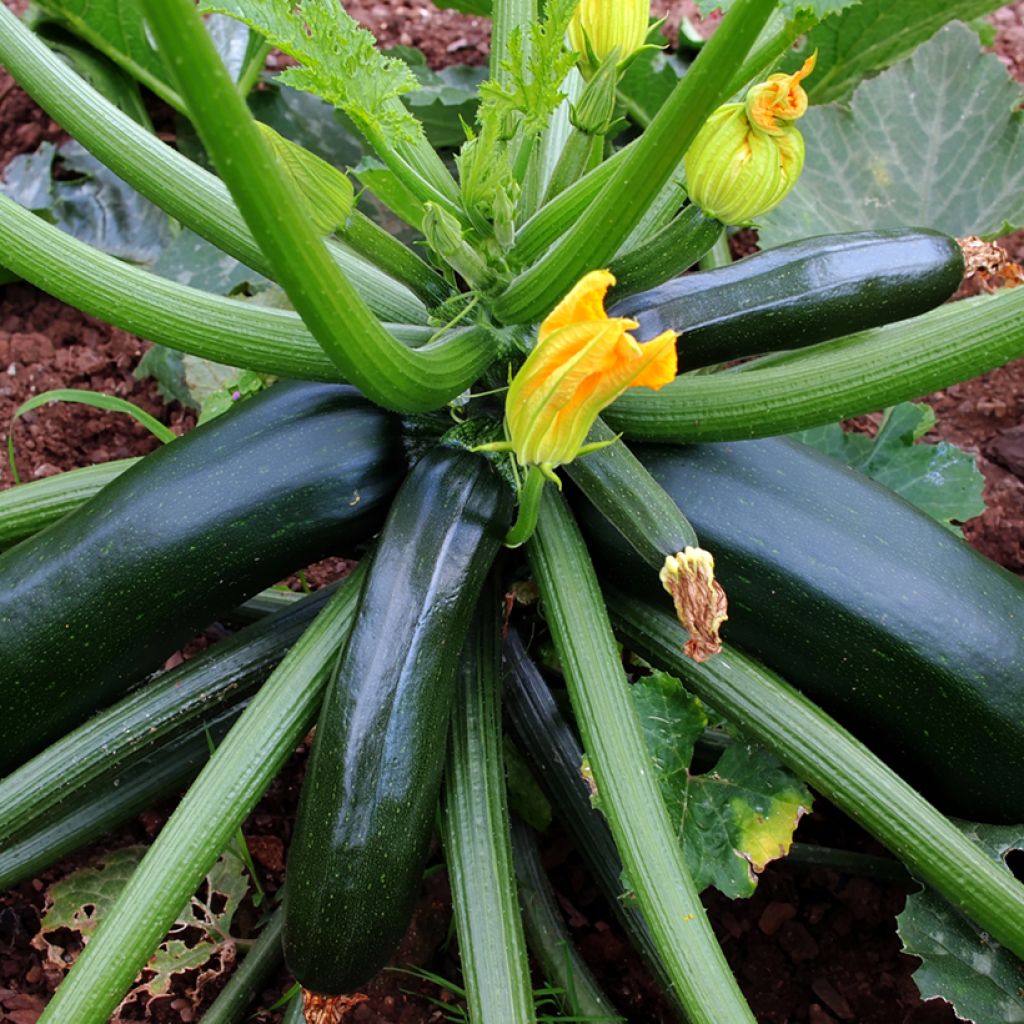 Donkergroene courgette - Vilmorin