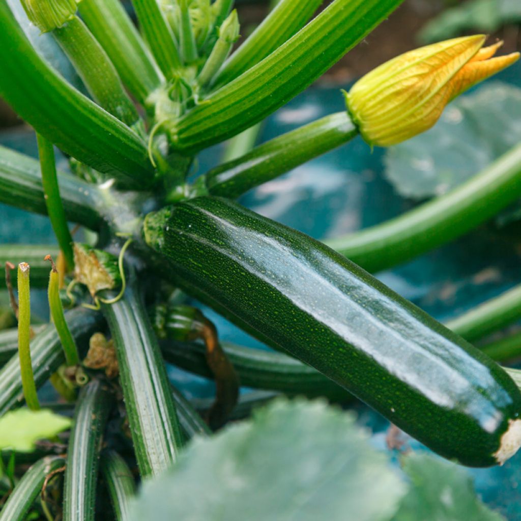 Donkergroene courgette - Vilmorin