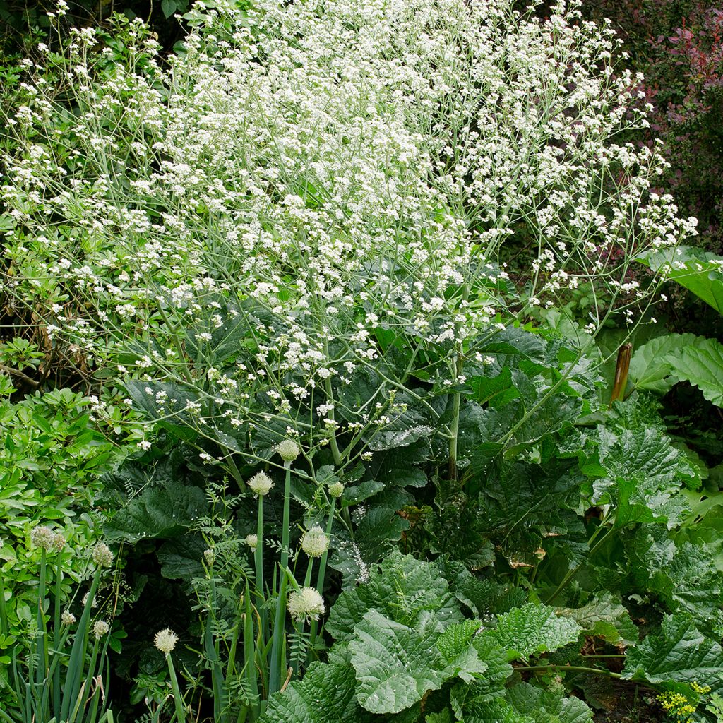 Crambe cordifolia - Bolletjeskool