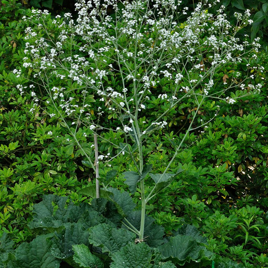 Crambe cordifolia - Bolletjeskool