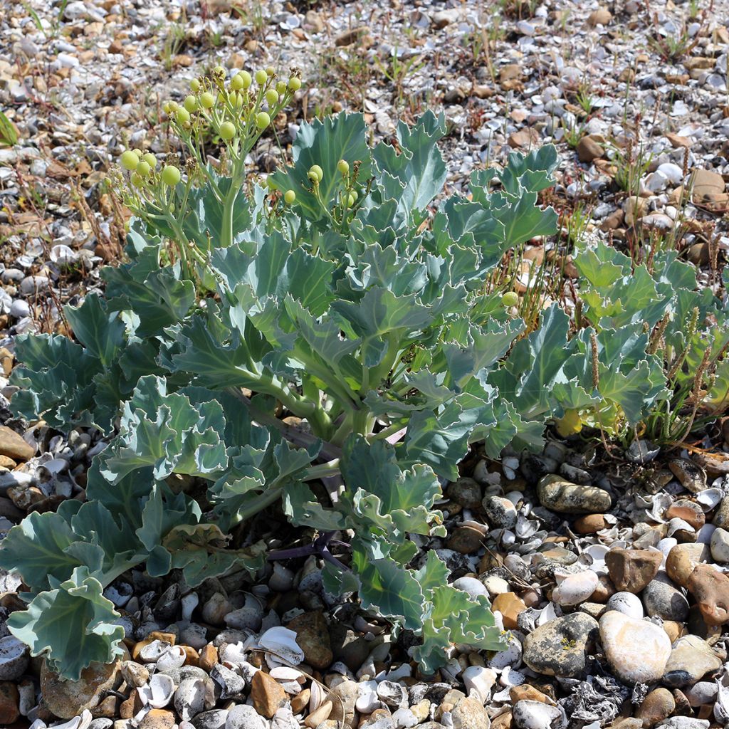 Crambe maritima - Zeekool