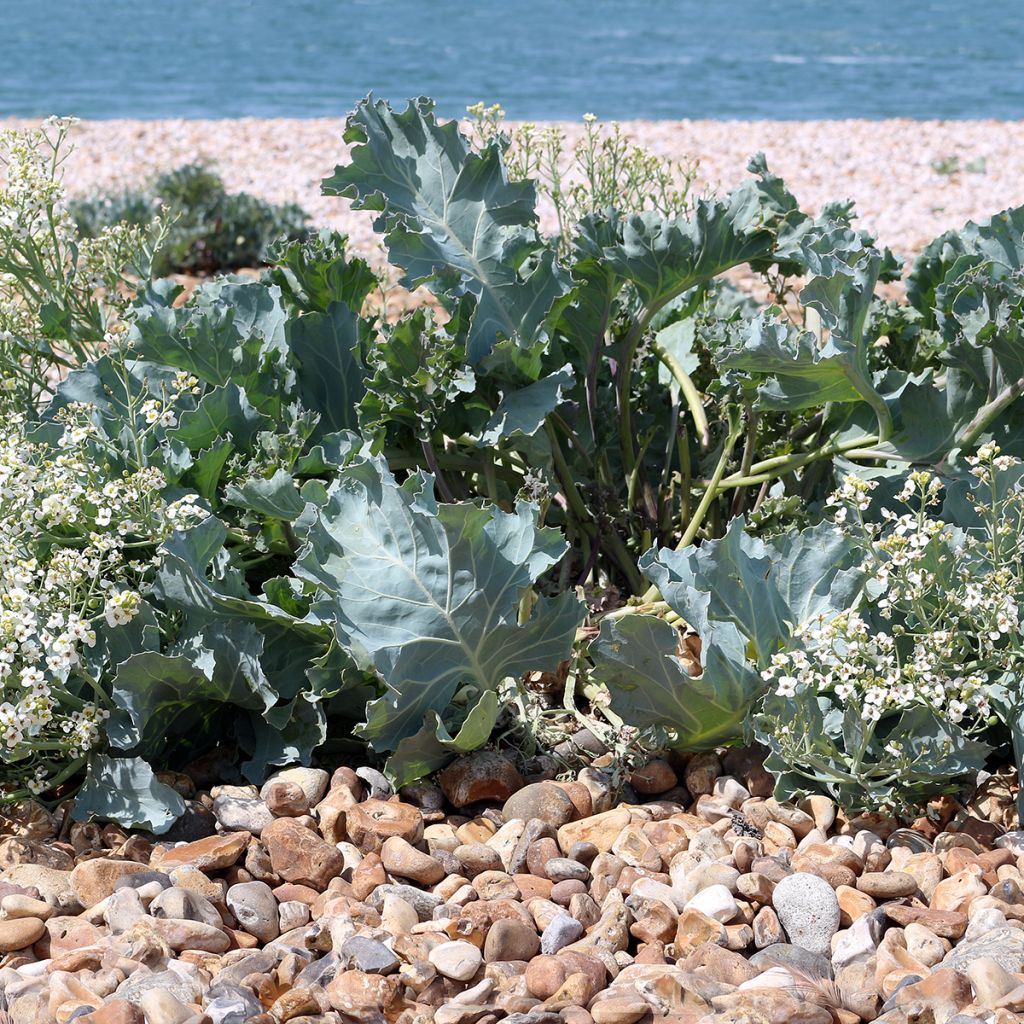Crambe maritima - Zeekool
