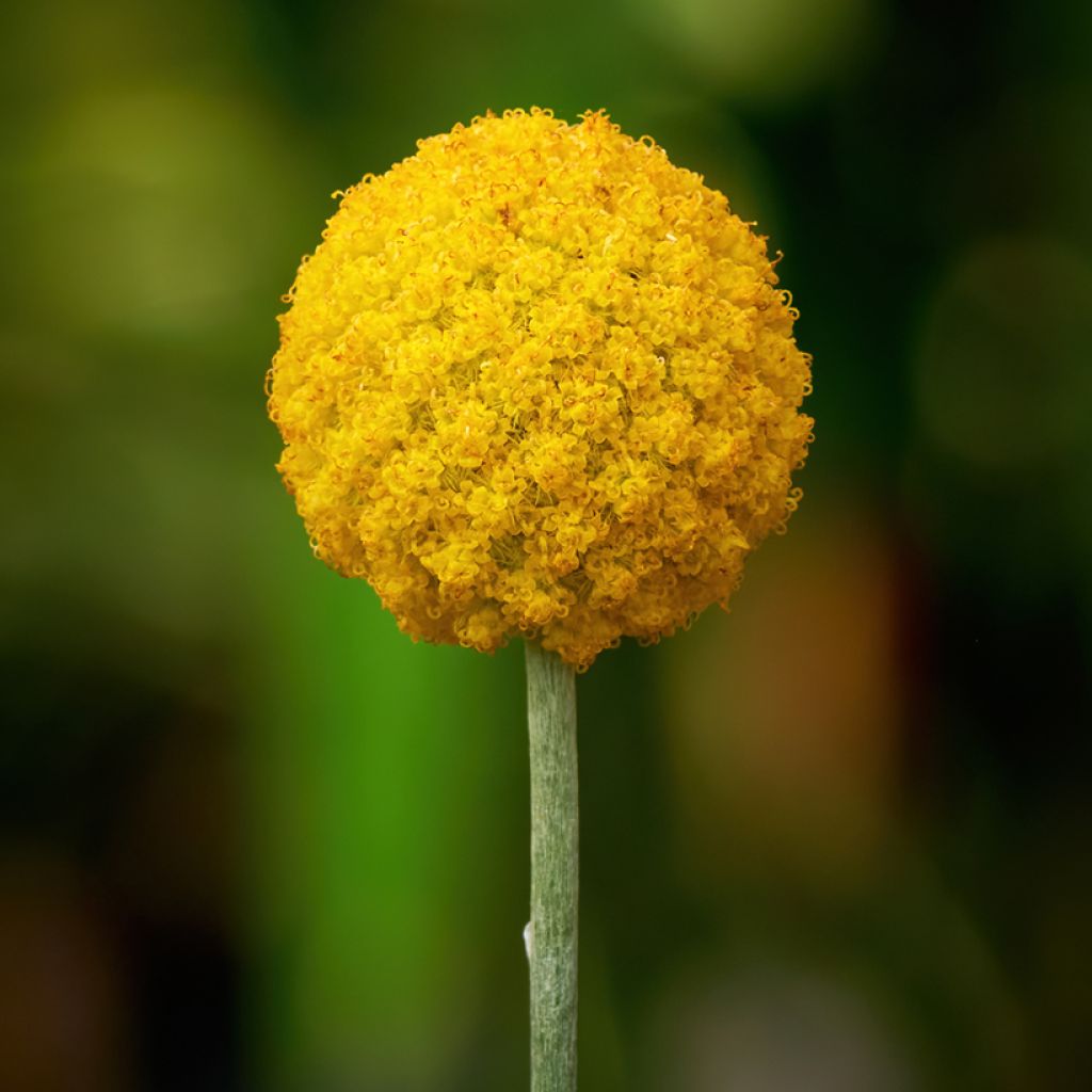 Craspedia Golf Beauty - Drumstick plant
