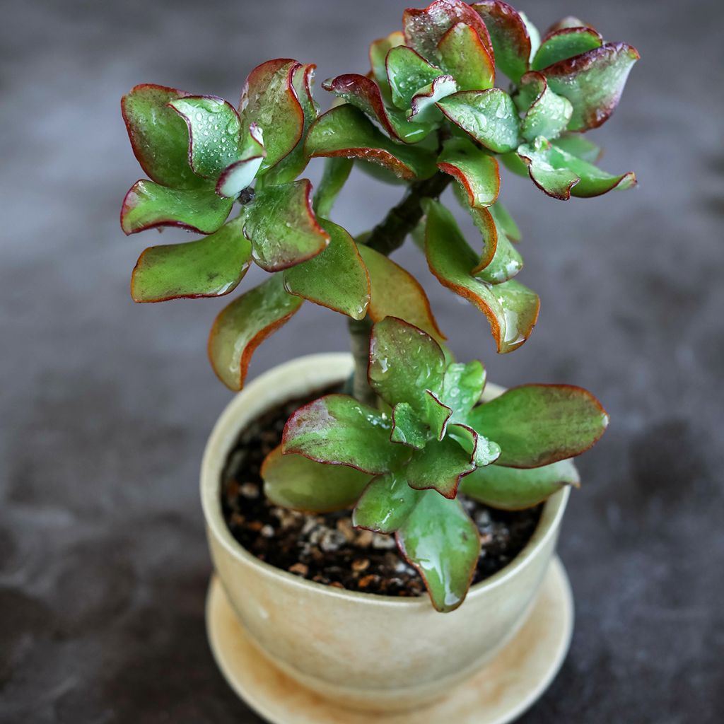 Crassula arborescens Curly Grey - Jadeplant