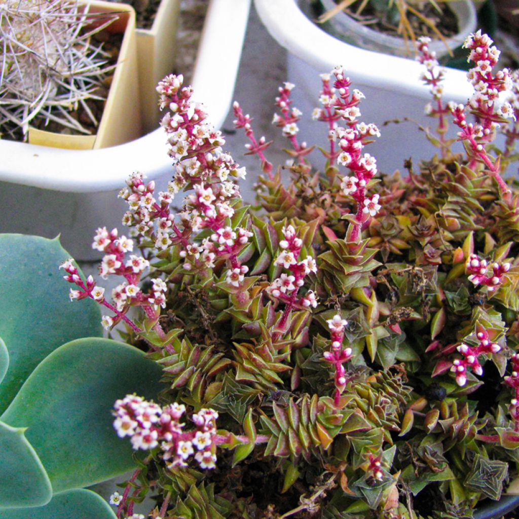 Crassula capitella - Bladscheerling