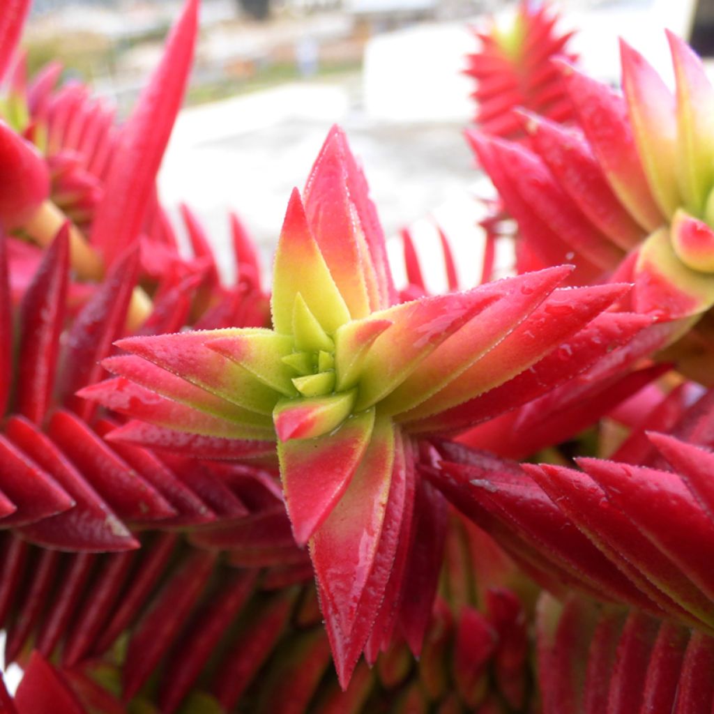 Crassula capitella - Bladscheerling