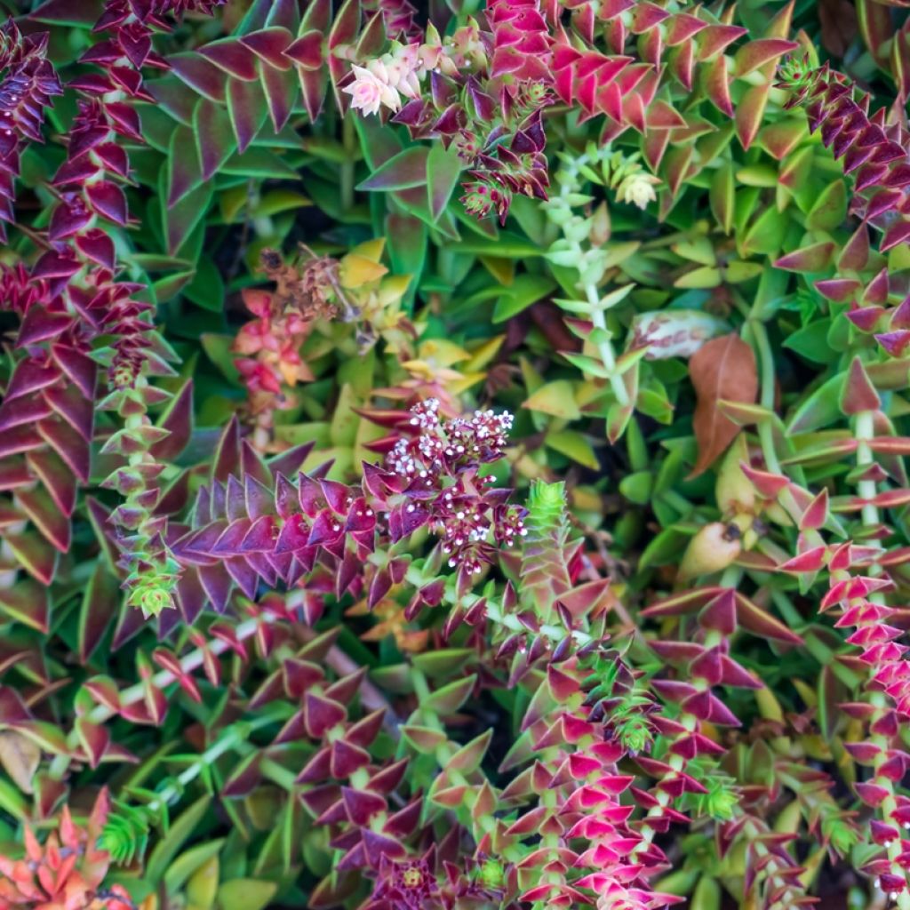 Crassula capitella - Bladscheerling