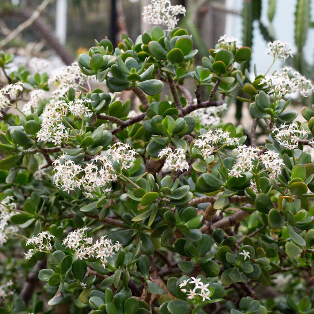 Crassula ovata - Jadeplant