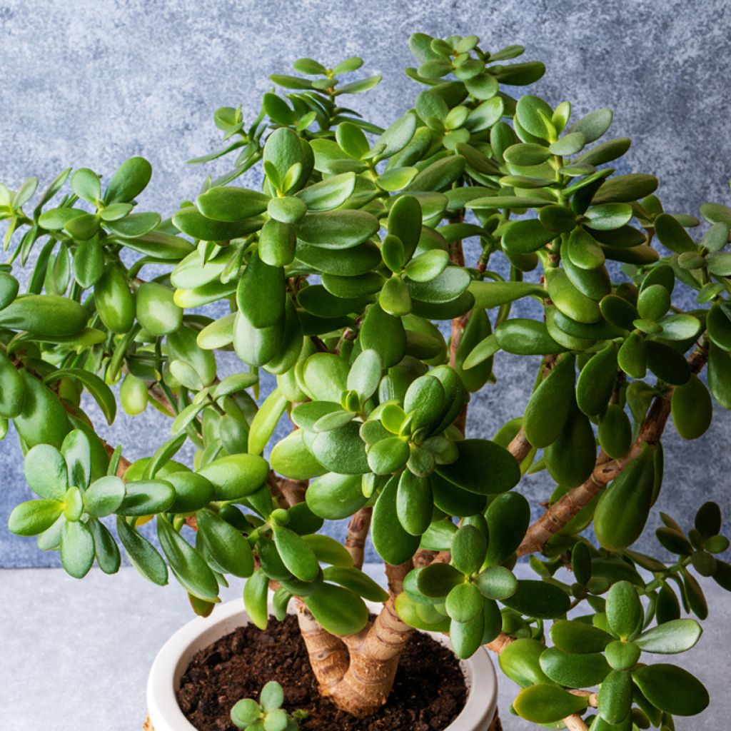 Crassula ovata - Jadeplant