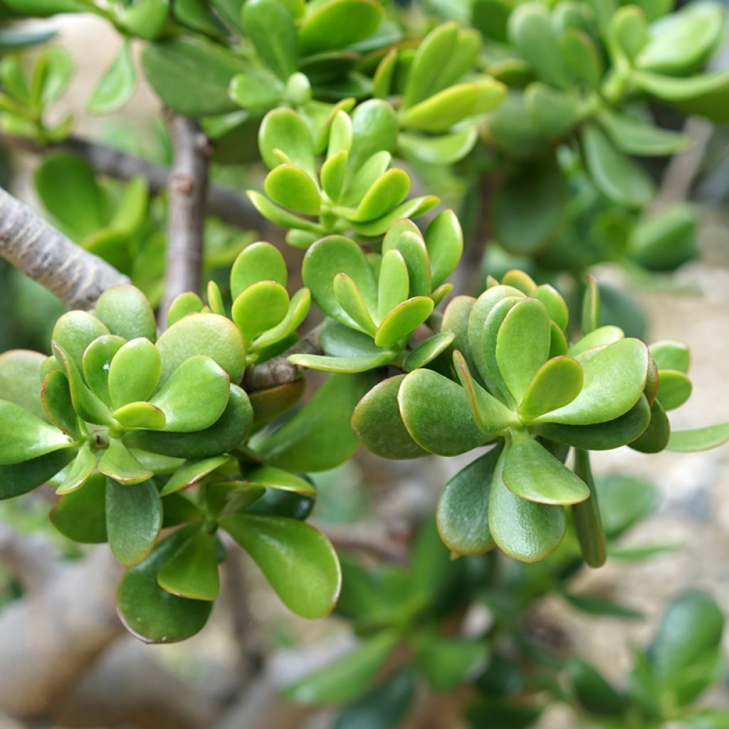 Crassula ovata - Jadeplant