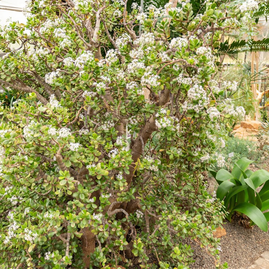 Crassula ovata - Jadeplant