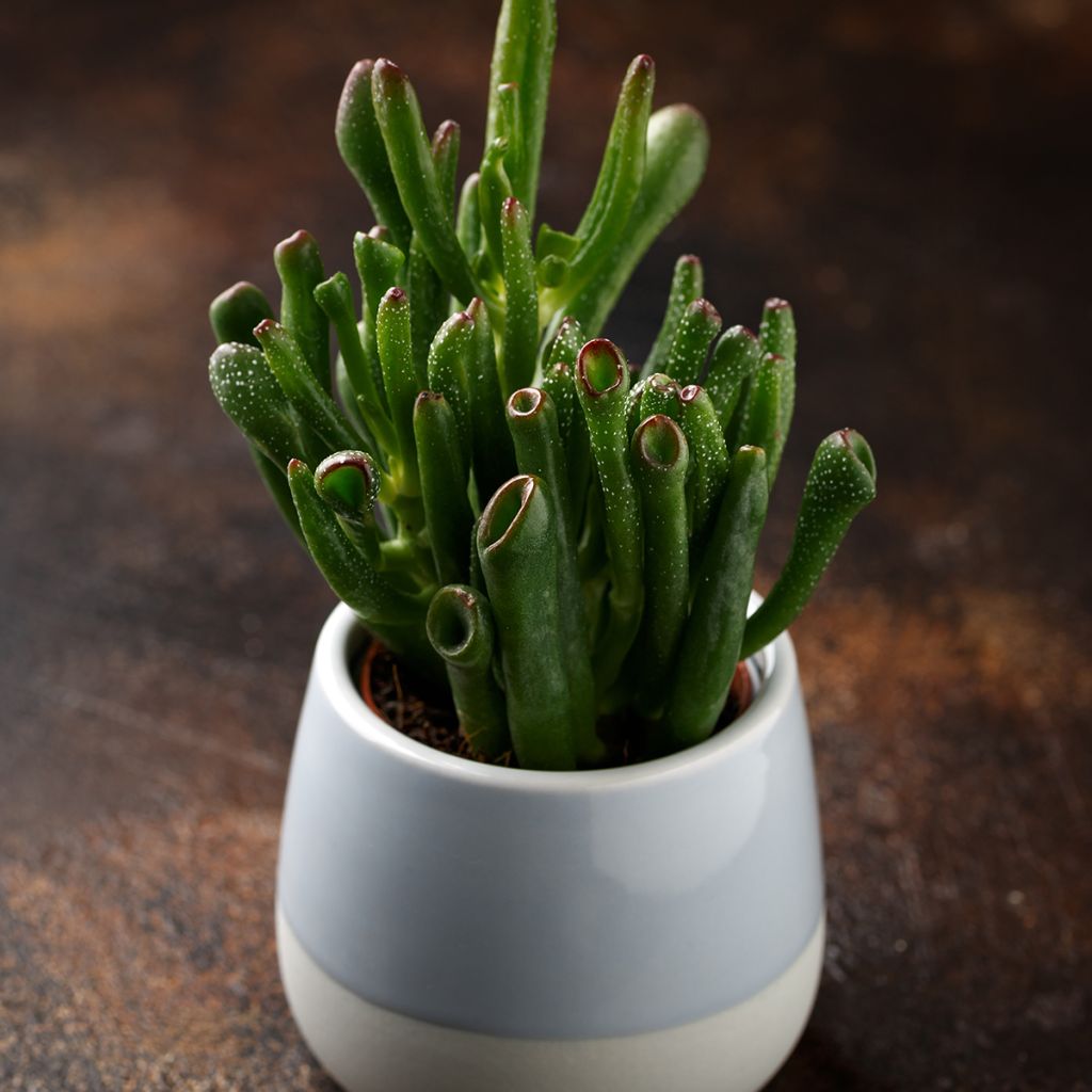 Crassula ovata Hobbit - Jadeplant