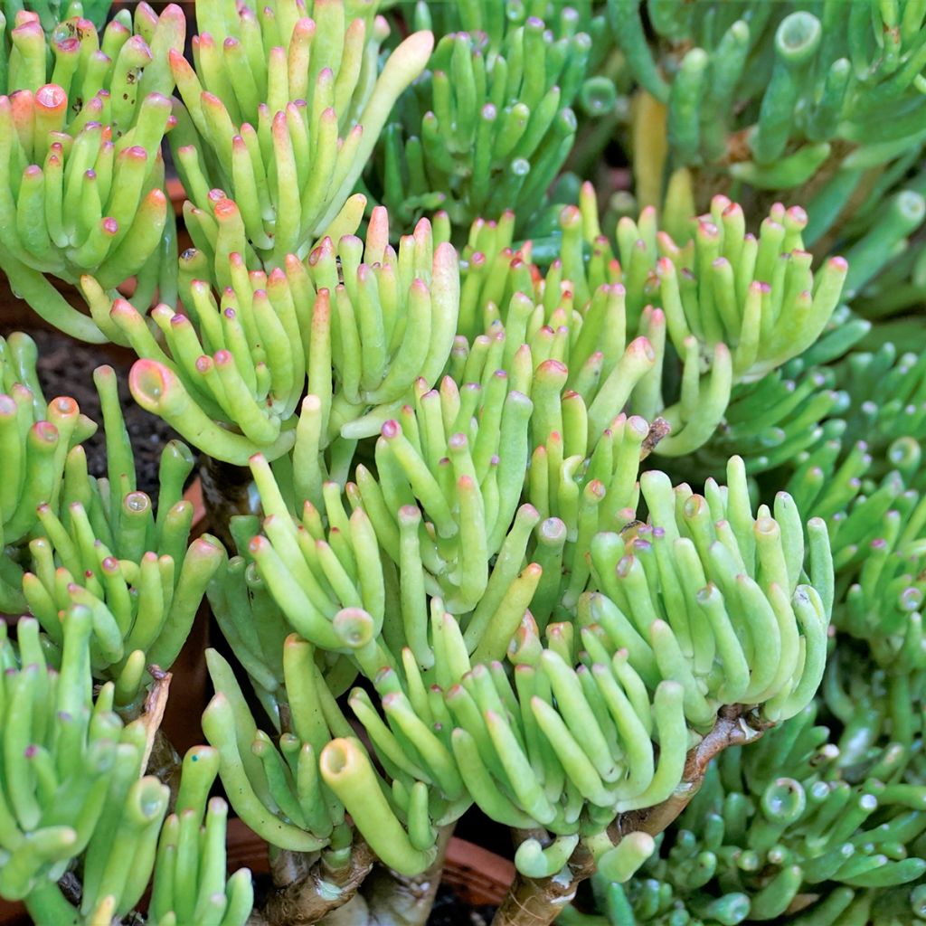 Crassula ovata Hobbit - Jadeplant