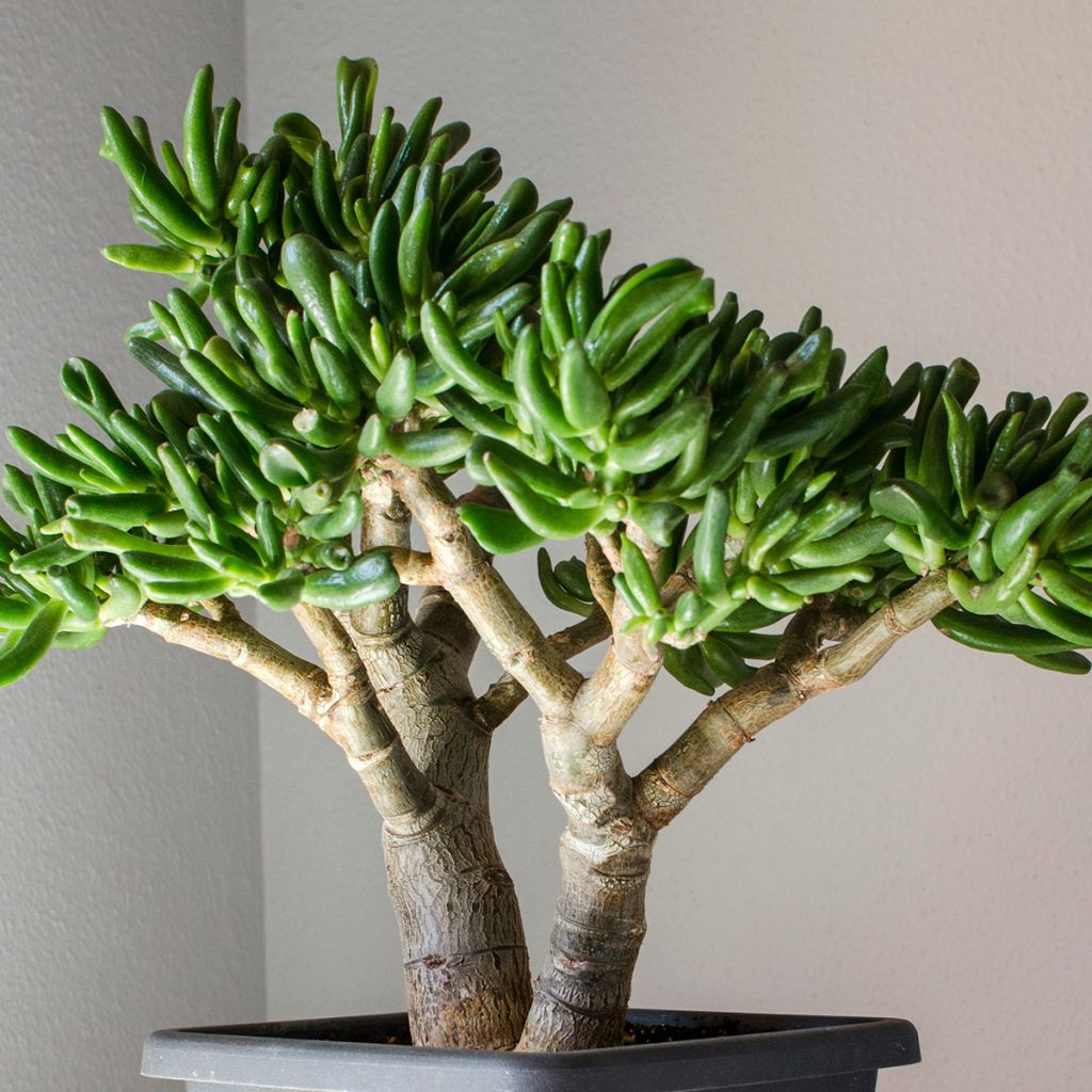 Crassula ovata Hobbit - Jadeplant