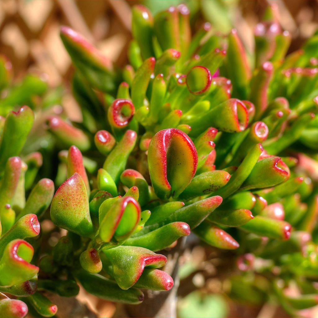 Crassula ovata Hobbit - Jadeplant