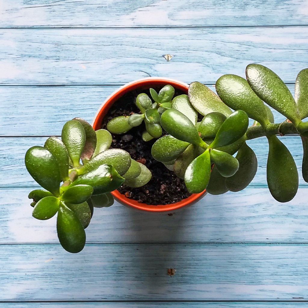 Crassula ovata Minor - Jadeplant