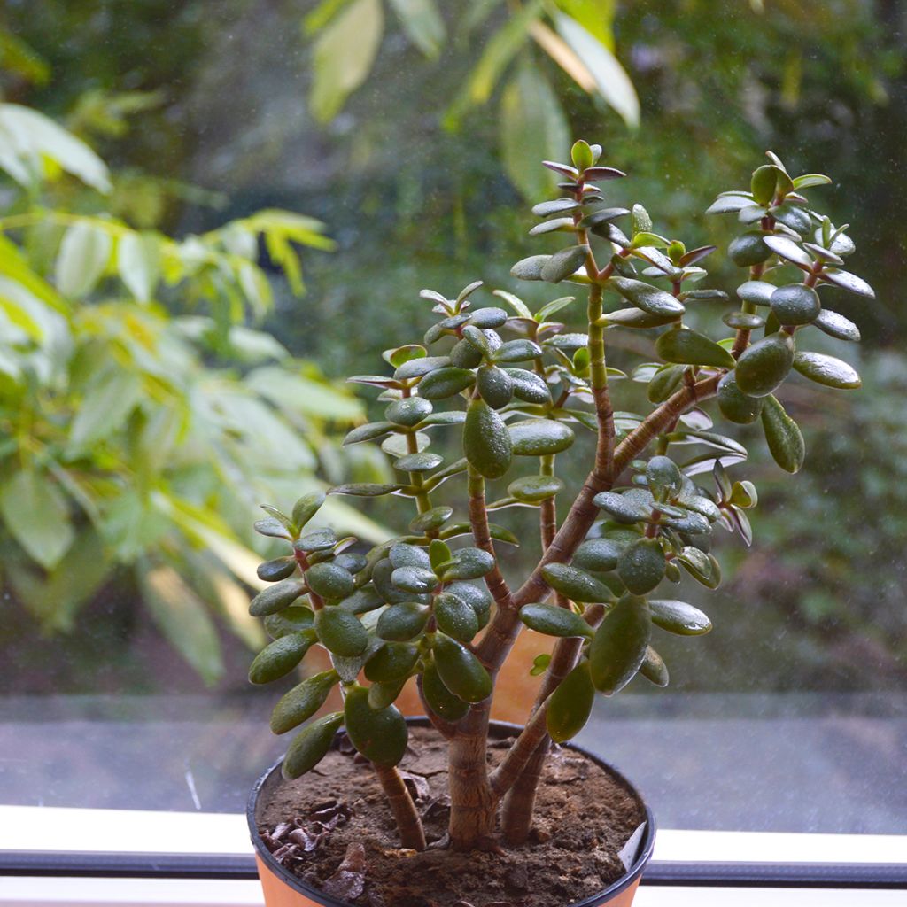 Crassula ovata Minor - Jadeplant