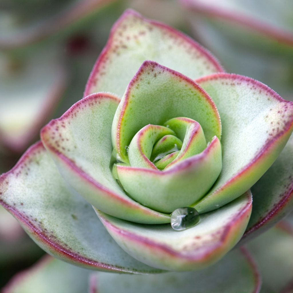 Crassula perforata - Luipaardplant