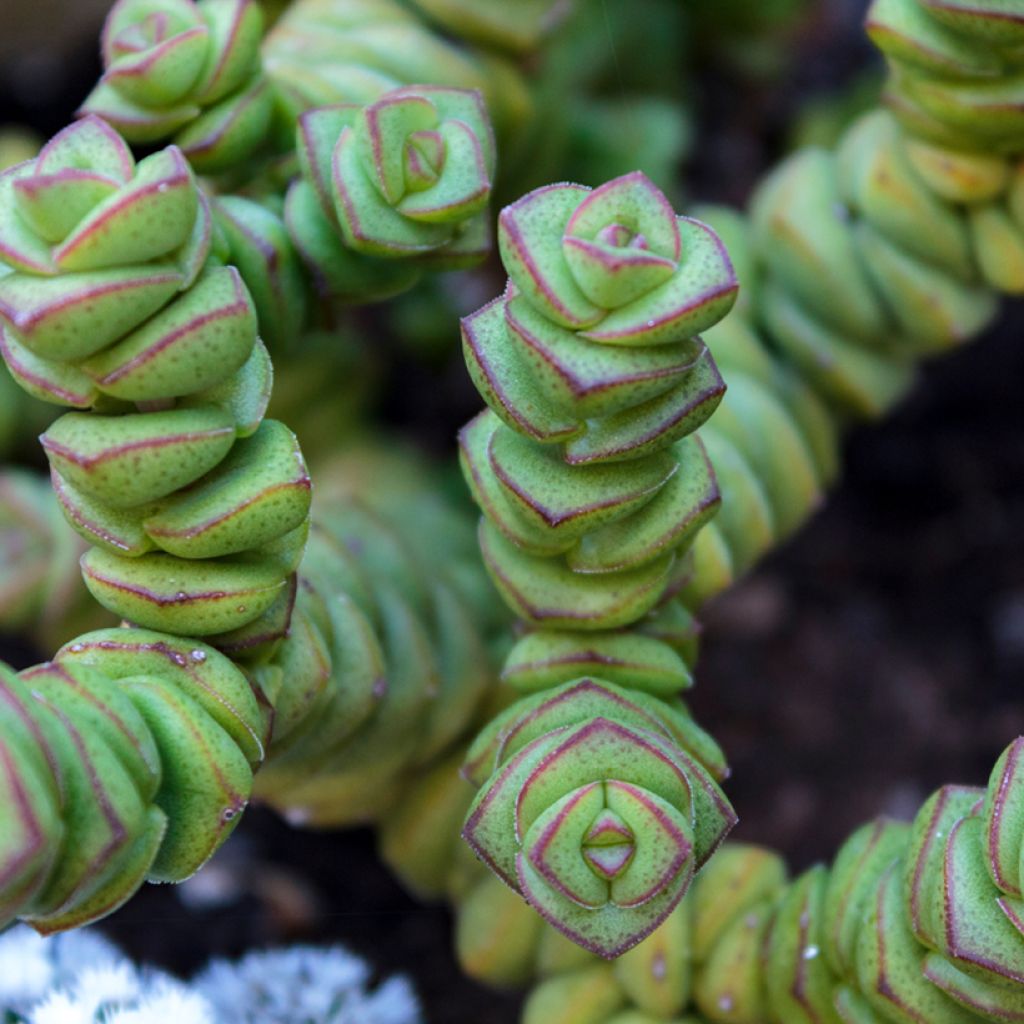 Crassula perforata - Luipaardplant