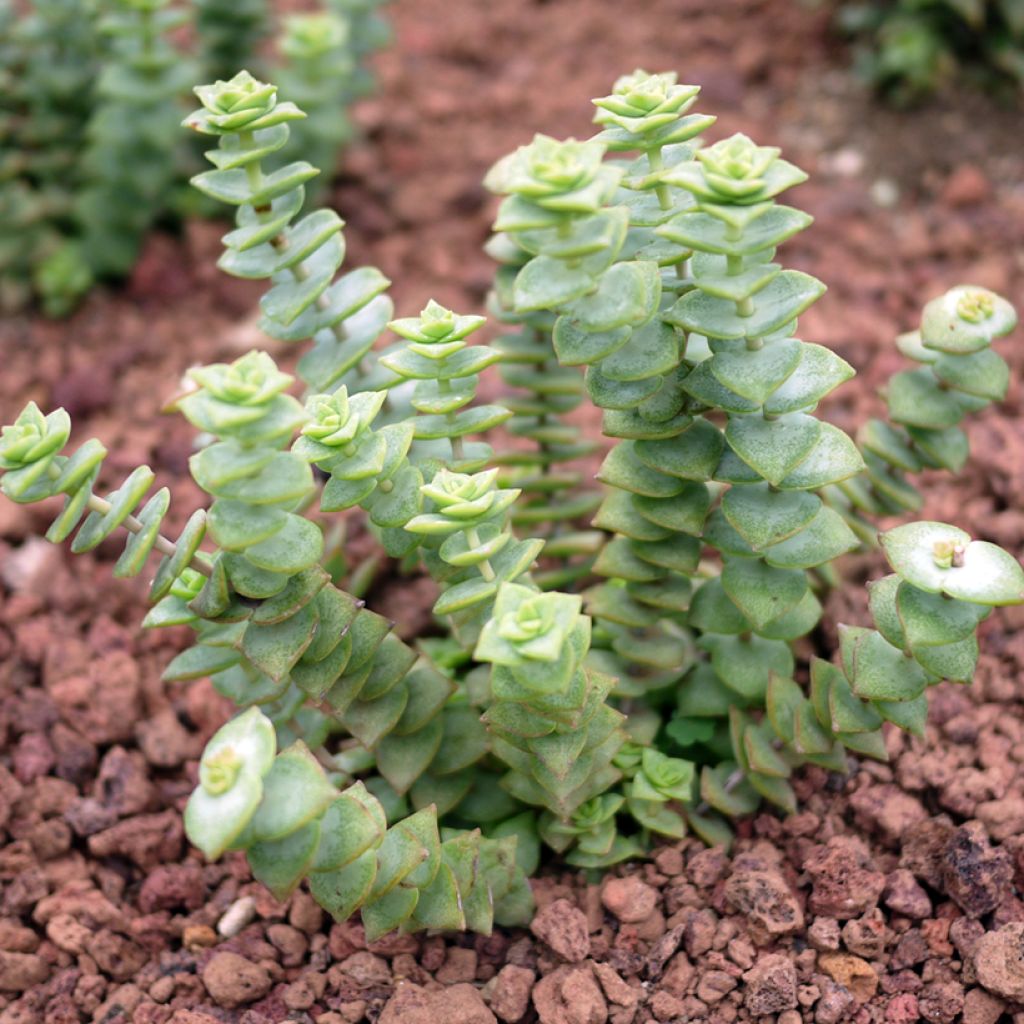 Crassula perforata - Luipaardplant