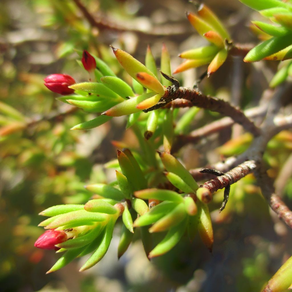 Crassula sarcocaulis - Bonsai