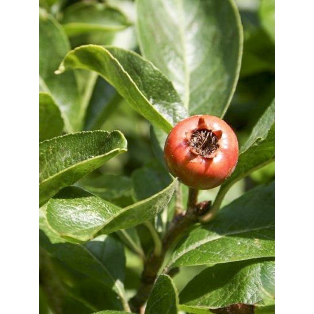 Crataegomespilus dardarii Jules d'Asnière - Bronvaux mispel