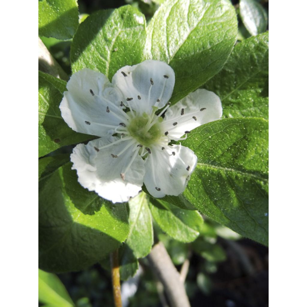 Crataegomespilus dardarii Jules d'Asnière - Bronvaux mispel