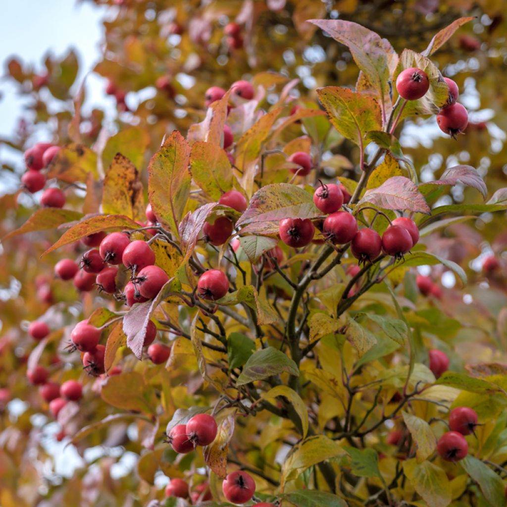 Crataegus crus-galli - Meidoorn