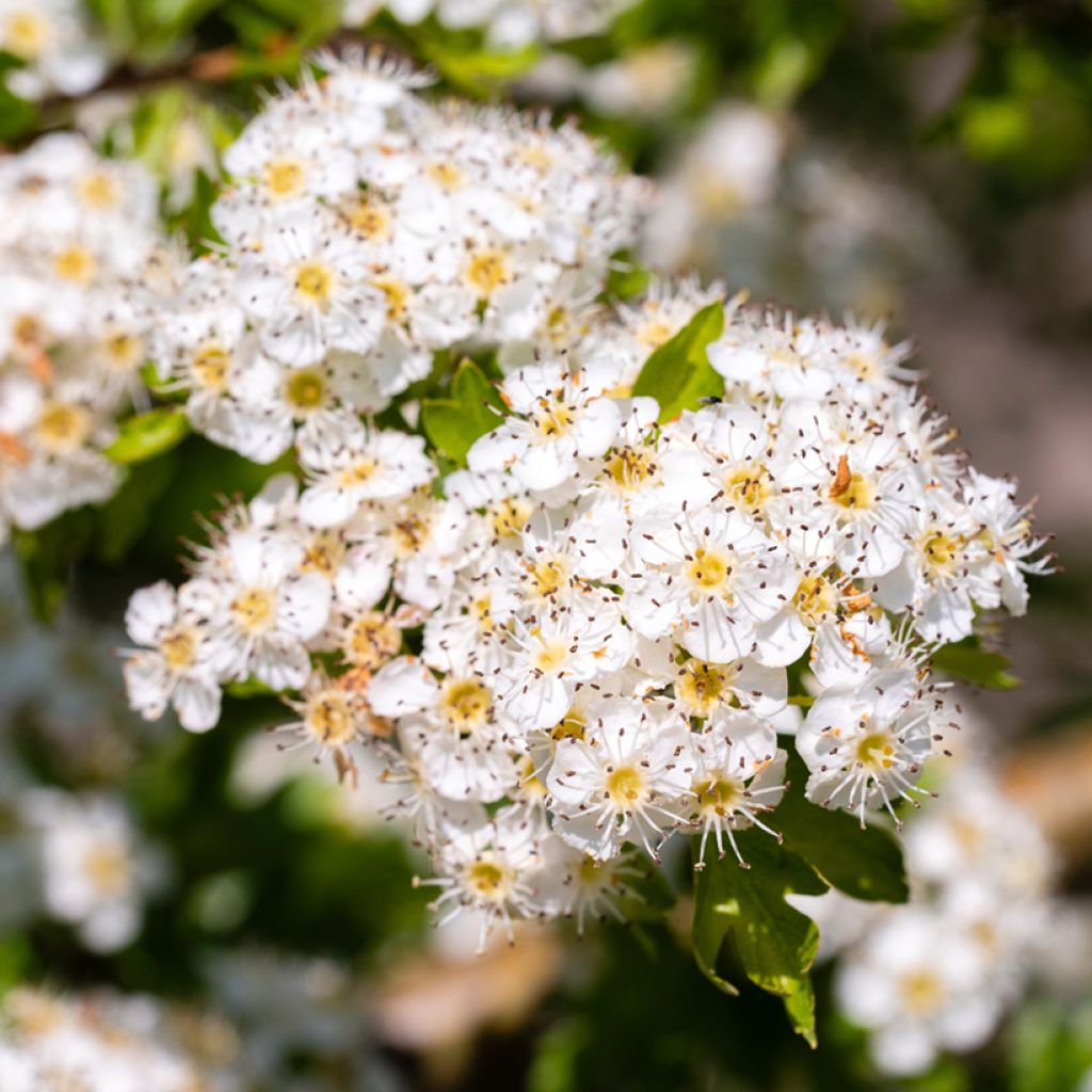 Crataegus laevigata - Aubépine lisse, à deux styles ou épineuse