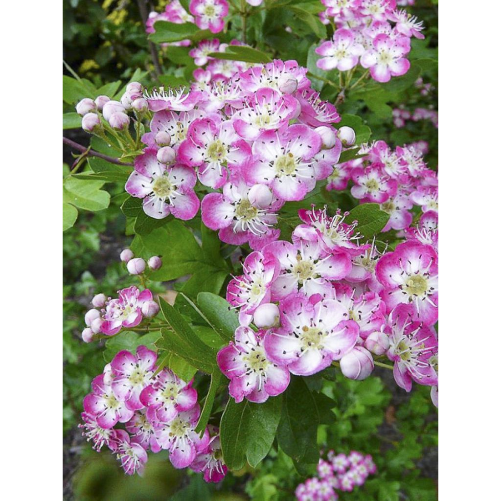 Crataegus laevigata Princesse Sturdza - Rode meidoorn