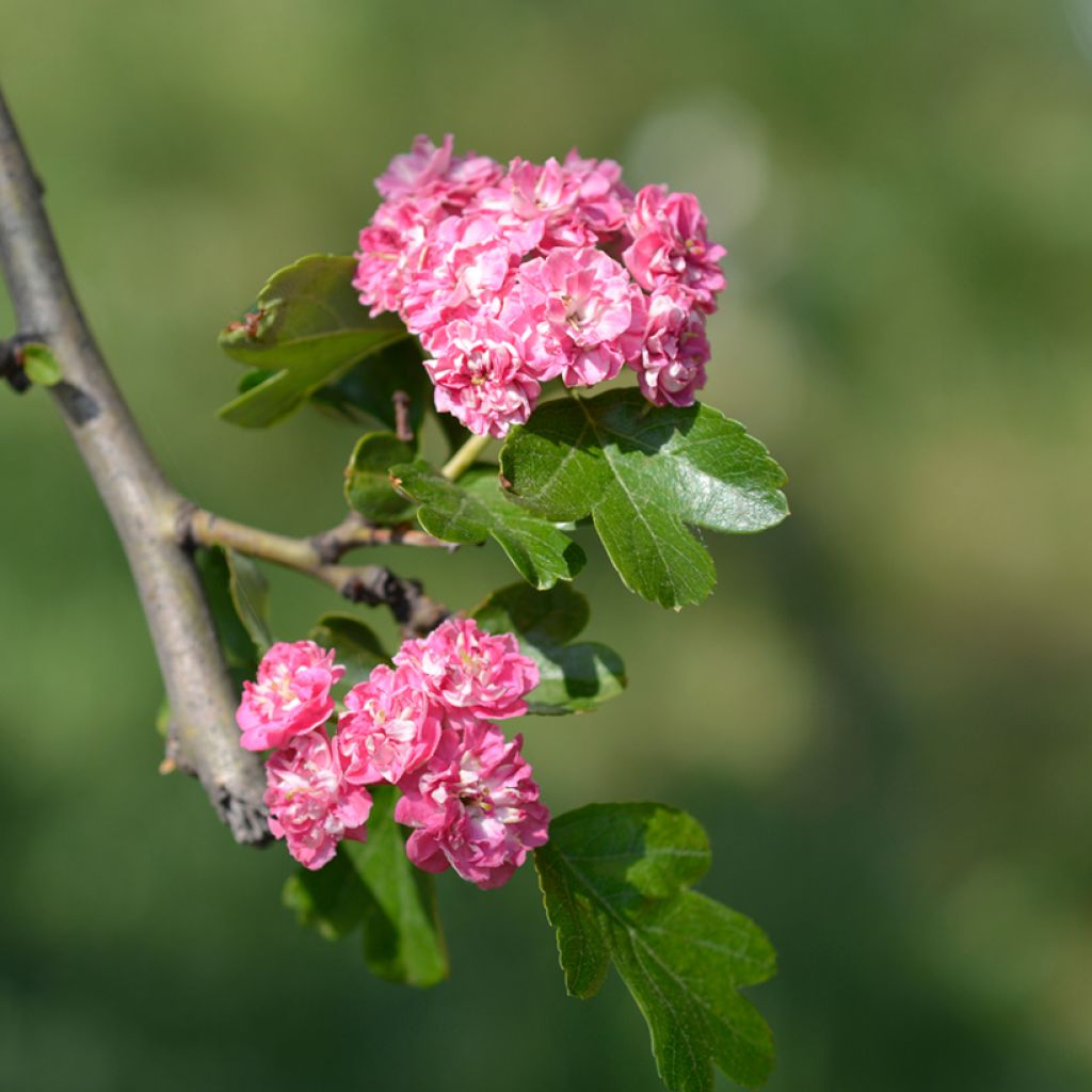 Crataegus laevigata Rosea Flore Pleno - Rode meidoorn
