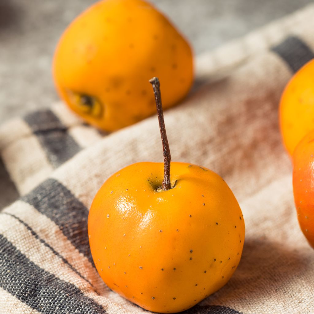 Crataegus mexicana - Mexicaanse meidoorn