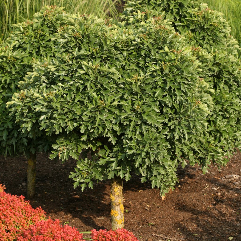 Crataegus monogyna Compacta - Eenstijlige meidoorn