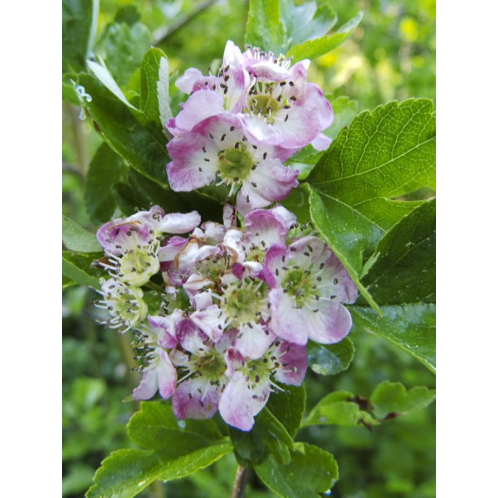Crataegus monogyna Versicolor - Aubépine monogyne