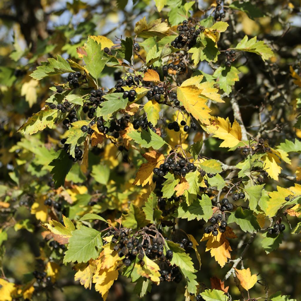 Crataegus nigra - Hongaarse meidoorn