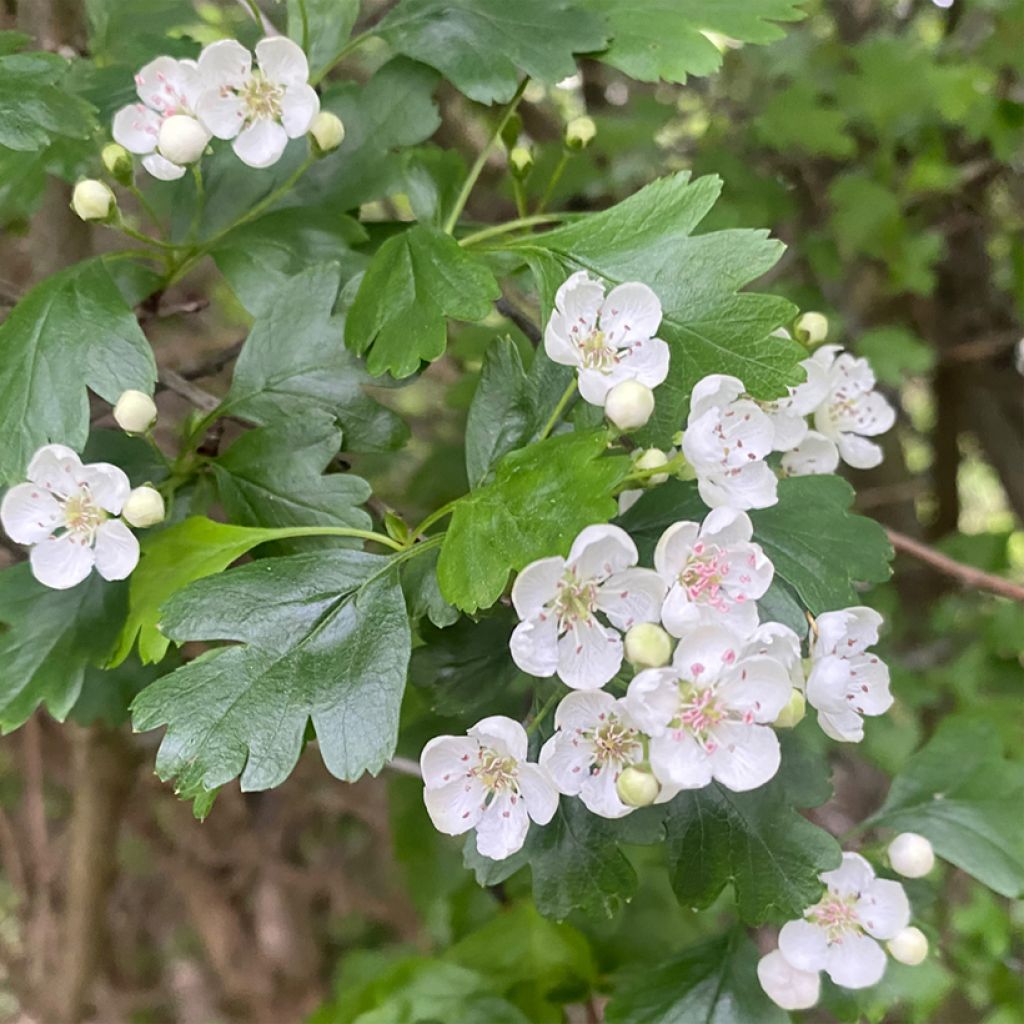 Crataegus nigra - Hongaarse meidoorn