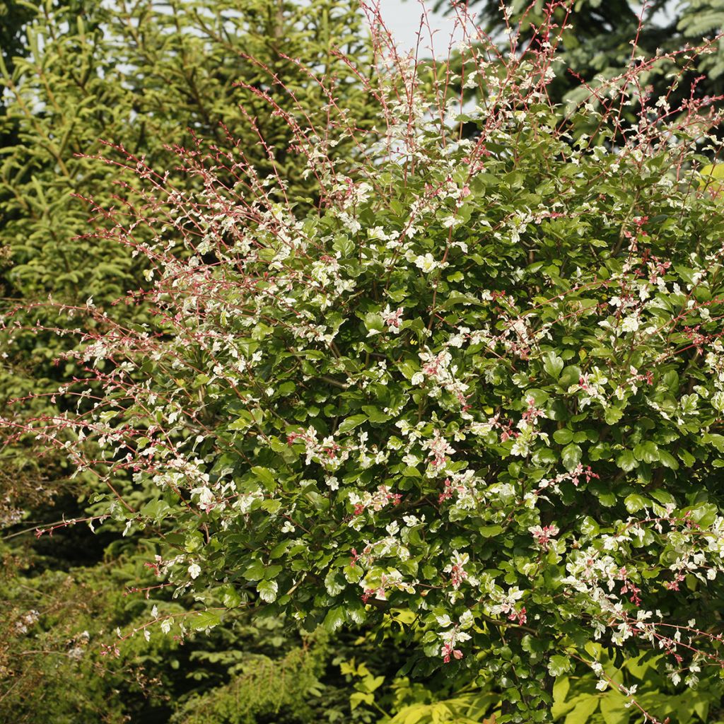Crataegus Gireoudii - Eenstijlige meidoorn