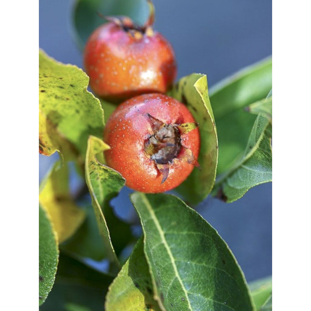 Crataemespilus grandiflora - Aubépine hybride
