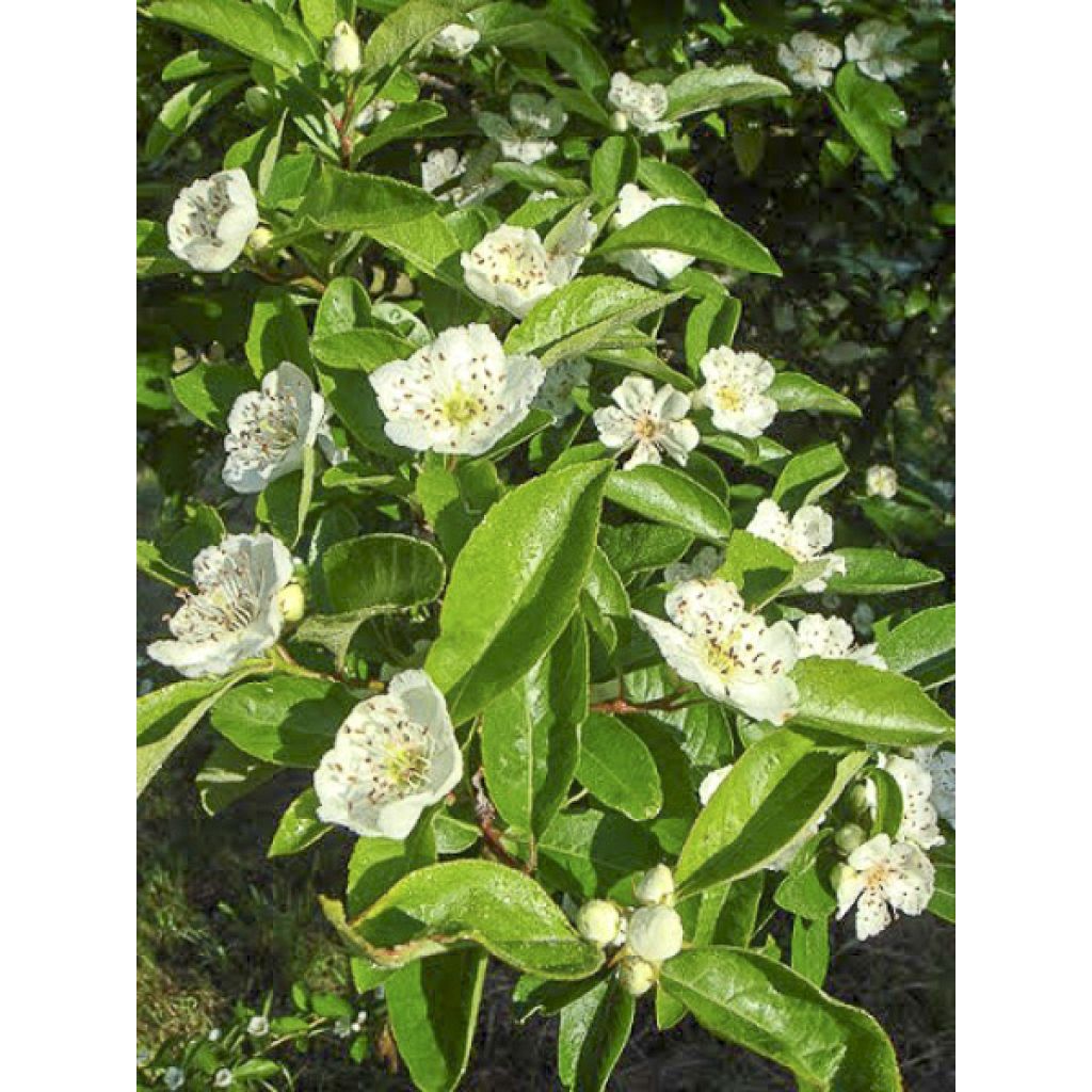 Crataemespilus grandiflora - Aubépine hybride