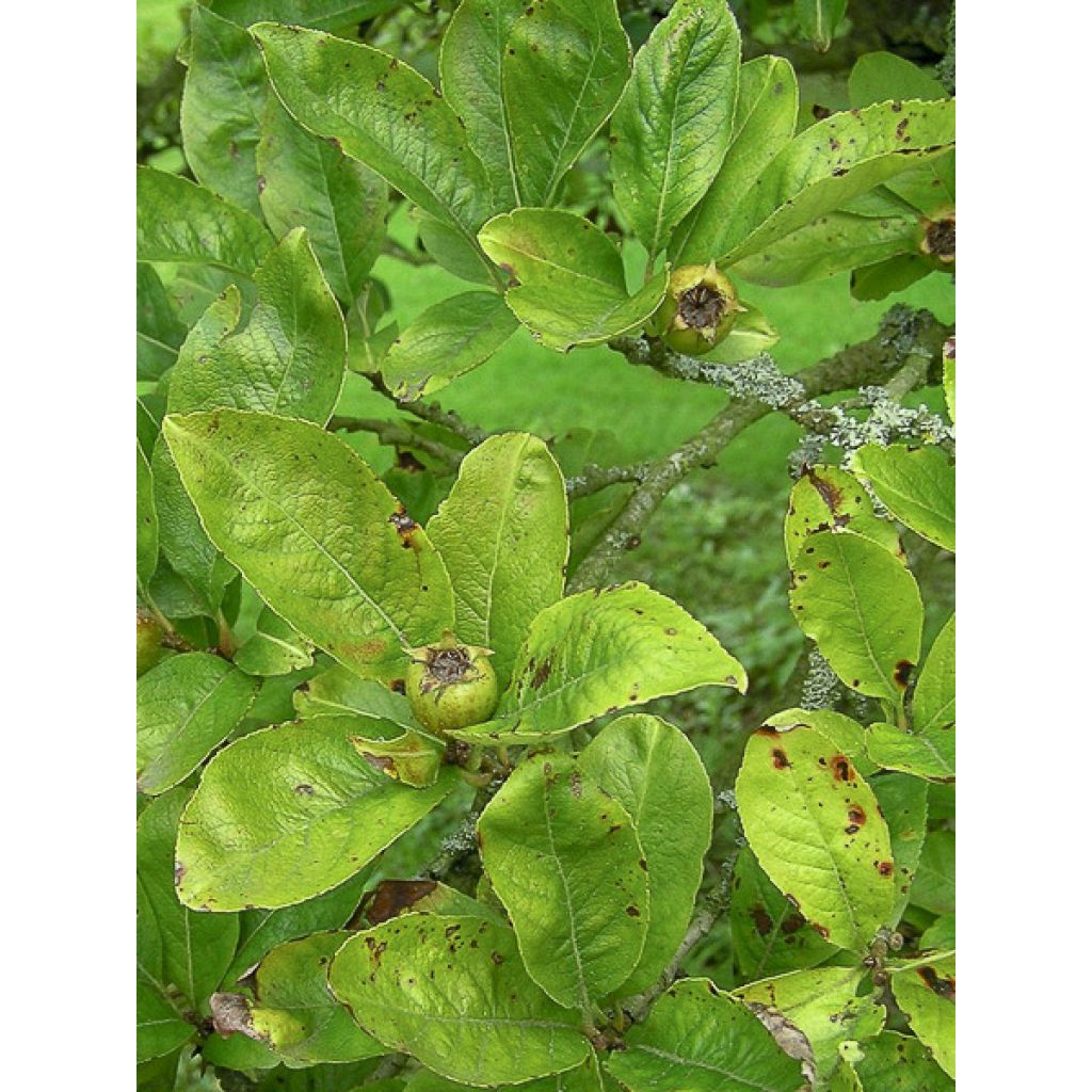 Crataemespilus grandiflora - Aubépine hybride