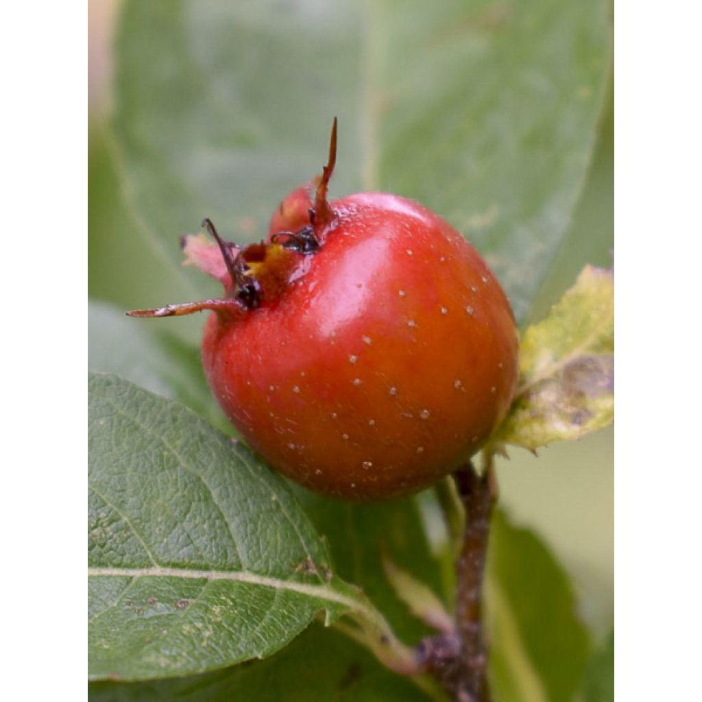 Crataemespilus grandiflora - Aubépine hybride